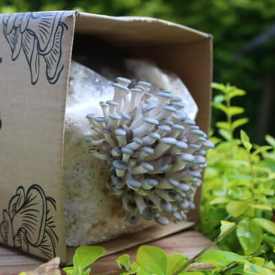 Etna Oyster Mushroom Grow Kit
