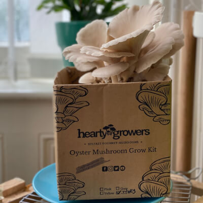 Ivory Oyster Mushroom Grow Kit
