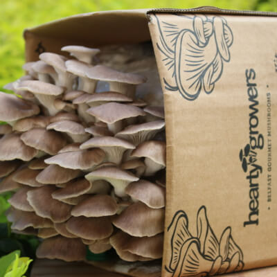 Indian / Phoenix Oyster Mushroom Grow Kit 
