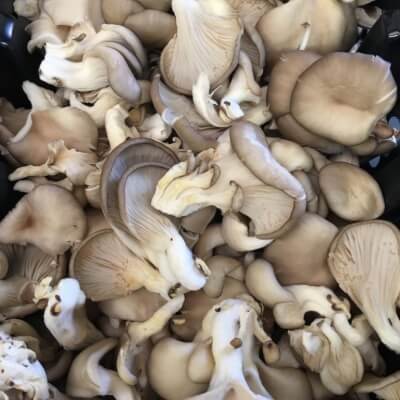 1Kg Grey Oyster Mushrooms