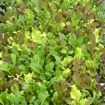 6Pack Mixed Salad Leaf