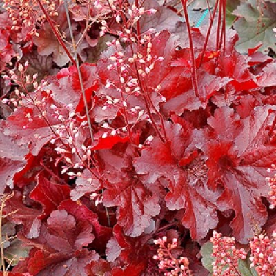 Farrell's Focus Plants Heuchera Forever Red Single Pot — NeighbourFood