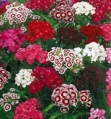 Sweet William Roundabout Mixed Colours 6Pack