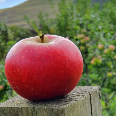 Falkland Estate Organic Apples X 4