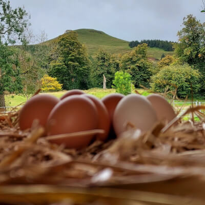 1/2 Dozen Eggs From Falkland Estate