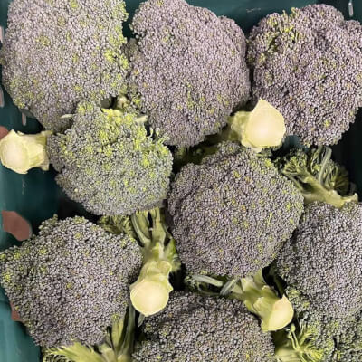 Broccoli From Nethermyres Farm