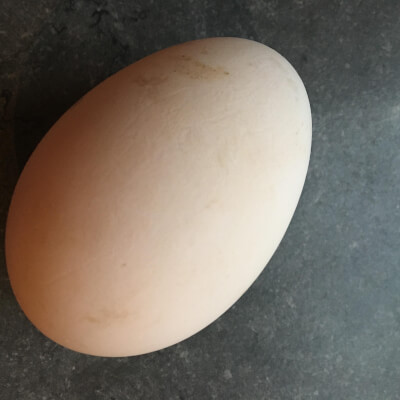 Free Range Goose Egg 
