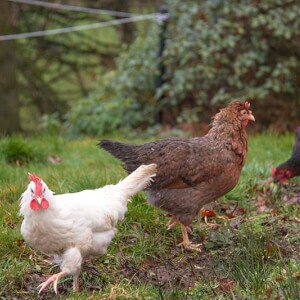 Craigievern Poultry