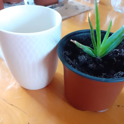 Aloe Vera Plant Small