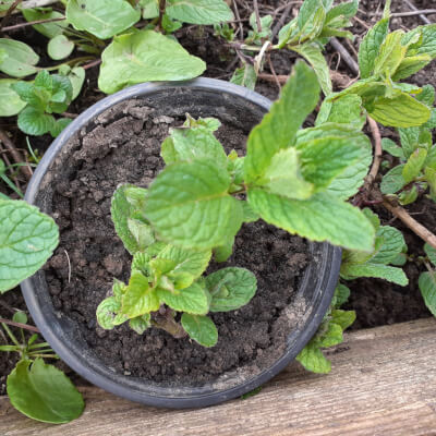 Peppermint Plant - Kitchen Herb