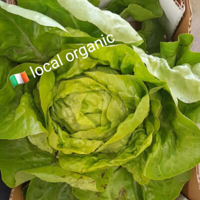#Lettuce Butterhead - Organic & Local