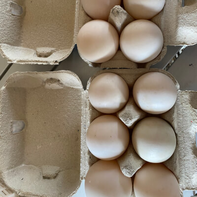 Duck Eggs X 6