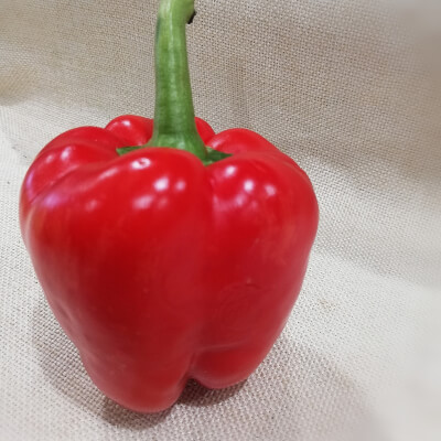Pepper - Red