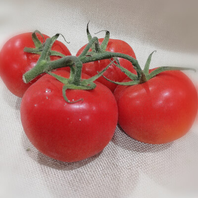 Tomatoes - Vine