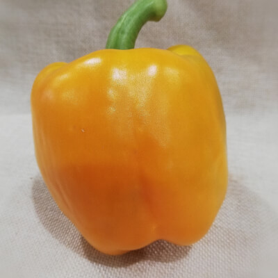 Pepper - Yellow