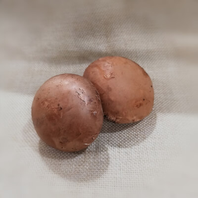 Mushroom - Chestnut