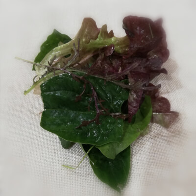 Lettuce - Mixed Leaves