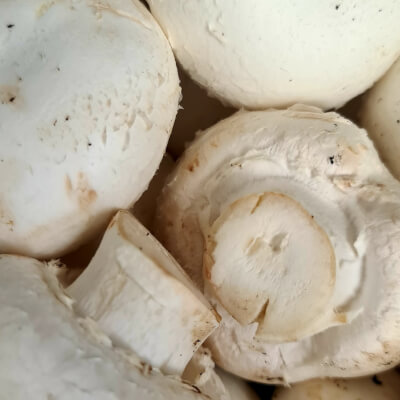White Mushroom 