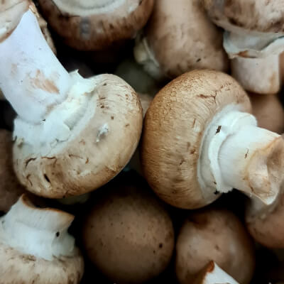 Chestnut Mushroom
