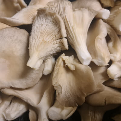 Grey Oyster Mushroom 