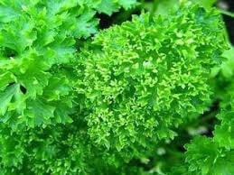 Curly Parsley 