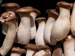 King Oyster Mushrooms 