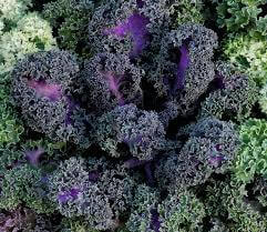 Red Kale