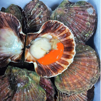 6 X Scottish King Scallop Meat ( Roe On)
