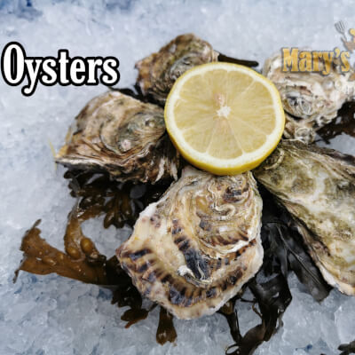 Pacific Oysters