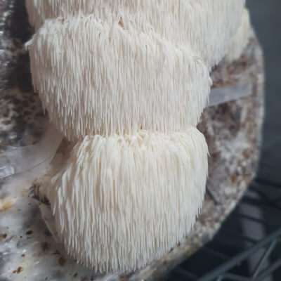 Lion's Mane Mushrooms (250G)
