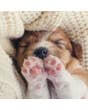 Greeting Card Paws For Thought  Dog