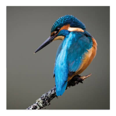 Greeting Card - Kingfisher