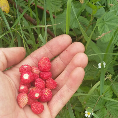 Wild Strawberry Hybrid