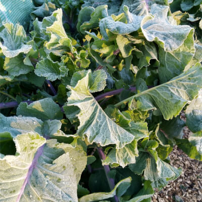 Perennial Kale Taunton Deane