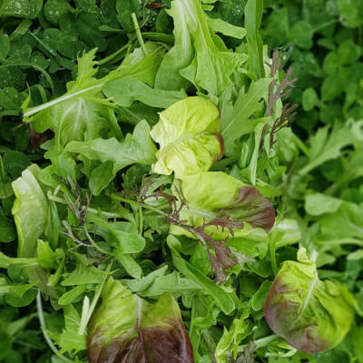 Mixed Salad Leaves 150G