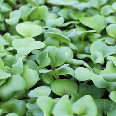 Organically Grown Daikon Radish Microgreens