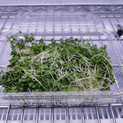 Organically Grown Broccoli Microgreens