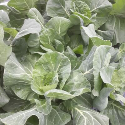 Early Durham Cabbage