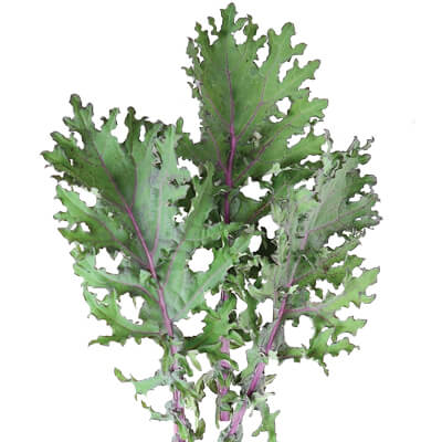 Red Kale