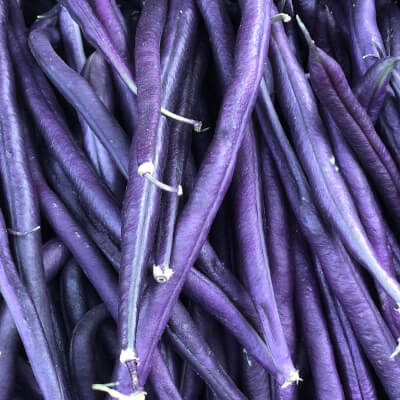 Organic Purple Beans