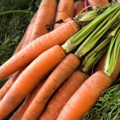 Organic Carrots Bunch With Head
