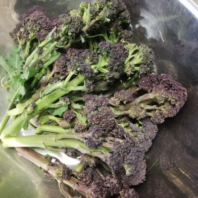 Purple Sprouting Broccoli 