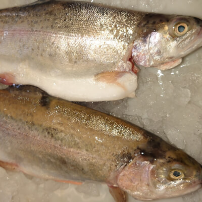 2   Wiltshire  Rainbow Trout ( Gilled And Gutted)