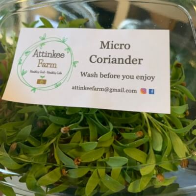 Micro Coriander