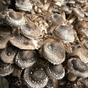 Ard Mhacha Shiitake Mushrooms