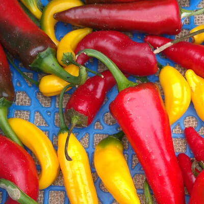 Mixed Chillies