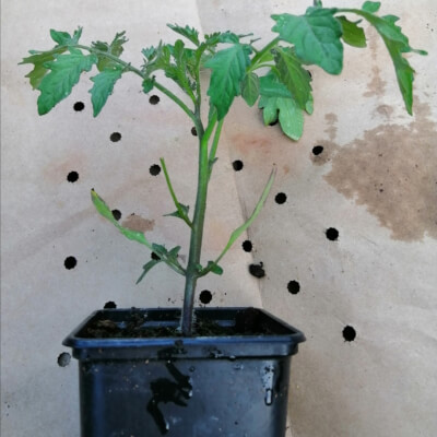 "Moneymaker" Tomato Plant 