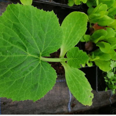 Courgette Plant (Green) 