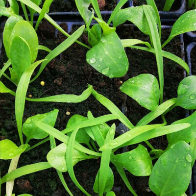Spinach Plants