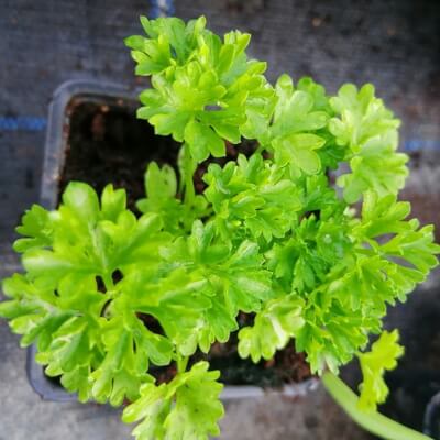 Pot Of Curley Leaf Parsley 